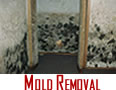 Mold Removal Winnetka Mold Removal Winnetka