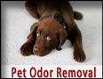 Pet Stain Removal Northbrook Pet Odor Removal northbrook