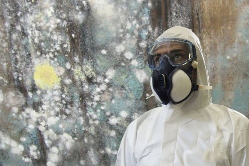 Mold Removal Lincolnshire, IL 60069